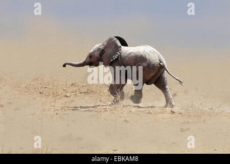 Afrikanischer Elefant (Loxodonta Africana), Baby-Elefant laufen durch einen Sandsturm, Kenia-Amboseli-Nationalpark Stockfoto