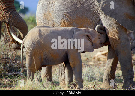 Afrikanischer Elefant (Loxodonta Africana), Elefant Kalb trinken durch die Mutter, Kenia-Amboseli-Nationalpark Stockfoto