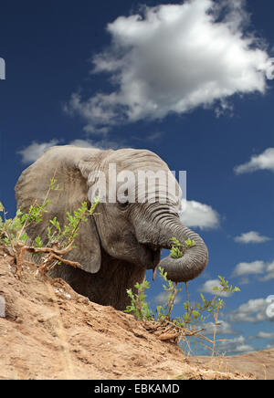 Afrikanischer Elefant (Loxodonta Africana), jungen Elefanten füttern auf einem Hügel, Kenia, Masai Mara Nationalpark Stockfoto