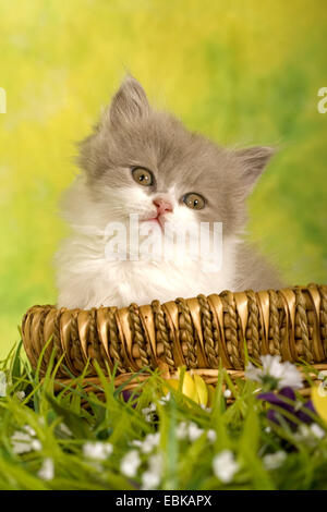 British Longhair, Highlander, Flachländer (Felis Silvestris F. Catus) Kätzchen sitzen in einem Weidenkorb auf einer Wiese Stockfoto