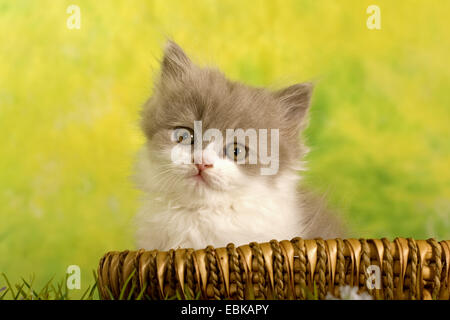 British Longhair, Highlander, Flachländer (Felis Silvestris F. Catus) Kätzchen sitzen in einem Weidenkorb auf einer Wiese Stockfoto