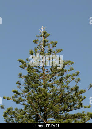 Norfolk Insel Pine (Araucaria Heterophylla, Araucaria Excelsa), Mallorquin Weihnachtsbaum, Spanien, Balearen, Mallorca Stockfoto