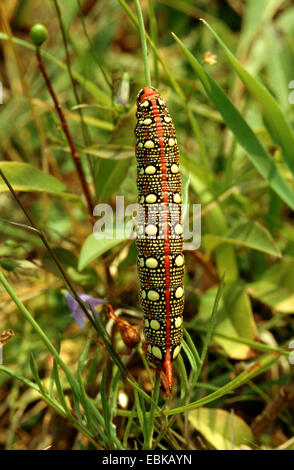 Wolfsmilch Hawkmoth (stark Euphorbiae, Celerio Euphorbiae), Raupe auf Stamm, Deutschland Stockfoto