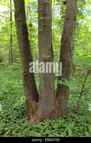 Bärlauch (Allium Ursinum) in Auenwaldes im Frühjahr, Deutschland Stockfoto