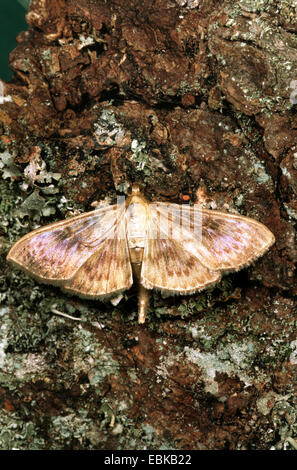 Perlmutt (Pleuroptyra Ruralis), sitzen auf Rinde, Deutschland Stockfoto