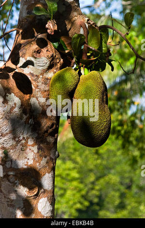 Jackfrucht (Artocarpus Heterophyllus), Früchte an einem Baum, Indien, Andamanen Stockfoto