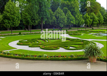 gemeinsamen Feld, Buchsbaum (Buxus Sempervirens), im Park der Neuhaus-Palast, Deutschland, Nordrhein-Westfalen, Paderborn Stockfoto