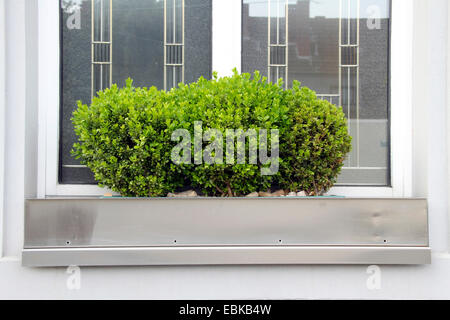 gemeinsamen Feld, Buchsbaum (Buxus Sempervirens), in einem Blumenkasten, Deutschland, Nordrhein-Westfalen Stockfoto