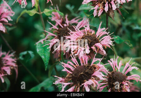 Goldmelisse, Oswego Tee (Monarda Didyma), blühende Pflanzen Stockfoto
