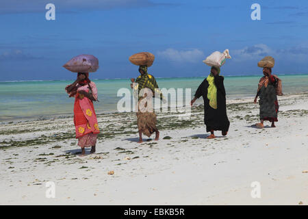Frauen, die Säcke mit Algen auf ihren Köpfen, Tansania, Sansibar Stockfoto