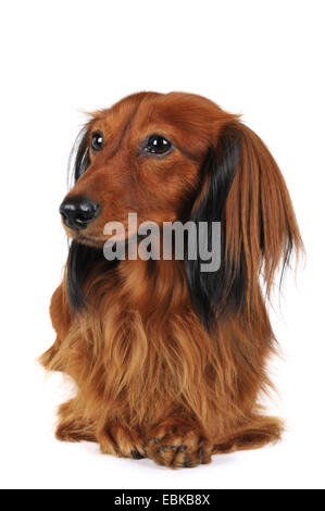 Langhaar Dackel Langhaar Dackel, Haushund (Canis Lupus F. Familiaris), liegend, Vorderansicht, Deutschland Stockfoto