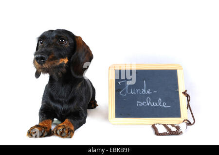 Rauhaar Dackel, Rauhhaar Dackel, Haushund (Canis Lupus F. Familiaris), liegen neben der Tafel mit der Aufschrift "Hundesalon Schule", Deutschland Stockfoto