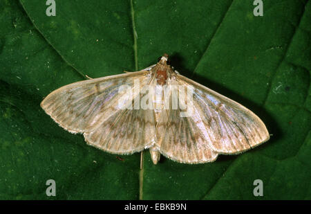 Perlmutt (Pleuroptyra Ruralis), sitzt auf einem Blatt, Deutschland Stockfoto