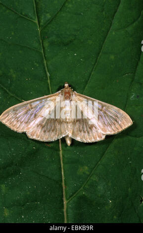 Perlmutt (Pleuroptyra Ruralis), sitzt auf einem Blatt, Deutschland Stockfoto