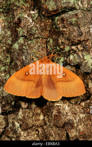 Eiche Eggar (Lasiocampa Quercus), Imago auf Rinde, Deutschland Stockfoto