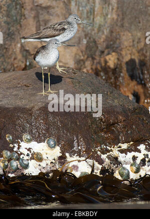 gemeinsamen Grünschenkel (Tringa Nebularia), zwei gemeinsame Grünschenkel auf küstennahen Felsen, Norwegen Stockfoto