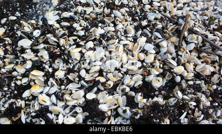 Muscheln, Algen Und Matsch am Sandstrand frisch gewaschene Brandung, Binz, Rügen, Mecklenburg-Vorpommern, Deutschland Stockfoto