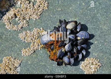 Muscheln (Mytiloidea), eine Ansammlung von Balanidea und blauen Muscheln auf ein Felsbrocken, Frankreich, Bretagne Stockfoto