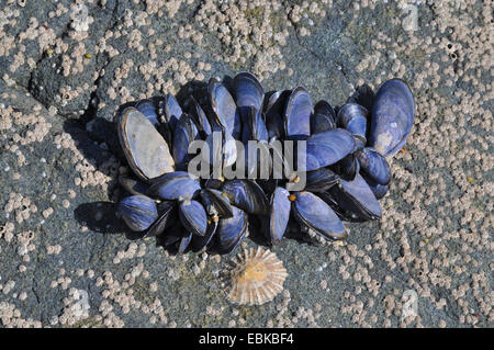 Muscheln (Mytiloidea), eine Ansammlung von Balanidea und blauen Muscheln auf ein Felsbrocken, Frankreich, Bretagne Stockfoto