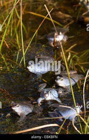 Frosch (Rana Arvalis) festmachen, einige Männer sitzen in einem Moor mit Spawn Horste, Deutschland Stockfoto