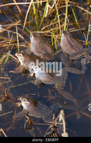 Frosch (Rana Arvalis) festmachen, einige Männer sitzen in einem Moor mit Spawn Horste, Deutschland Stockfoto