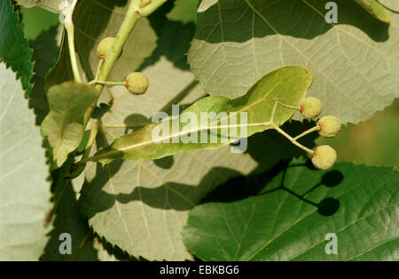 Silber-Linde (Tilia Tomentosa), junge Früchte, Deutschland Stockfoto