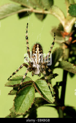 Oakleaf Orbweaver (Araneus Ceropegius, Aculepeira Ceropegia), sitzt auf einem Blatt, Deutschland Stockfoto