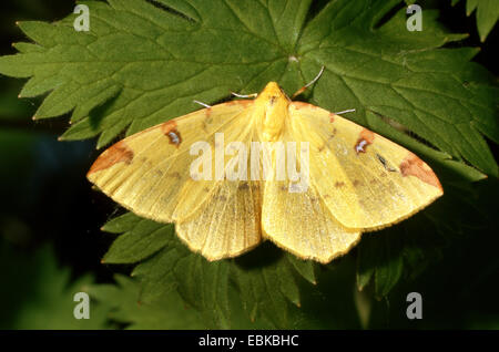 Schwefel-Motte (Opisthograptis Luteolata), sitzt auf einem Blatt, Deutschland Stockfoto