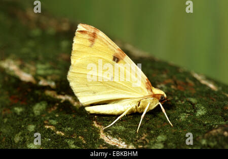 Schwefel-Motte (Opisthograptis Luteolata), sitzen auf Rinde, Deutschland Stockfoto