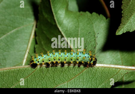 Riesige Pfau Motte (Saturnia Pyri), Raupe auf Blatt, Deutschland Stockfoto