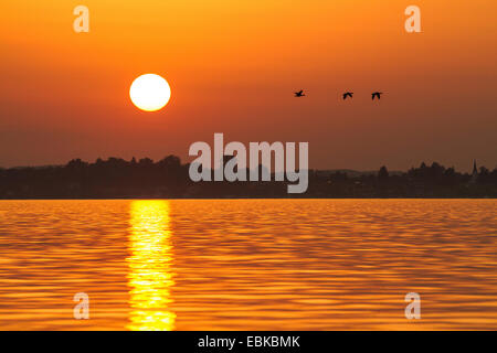 Graugans (Anser Anser), wilde Gänse fliegen über See im Sonnenuntergang, Deutschland, Bayern, See Chiemsee Stockfoto