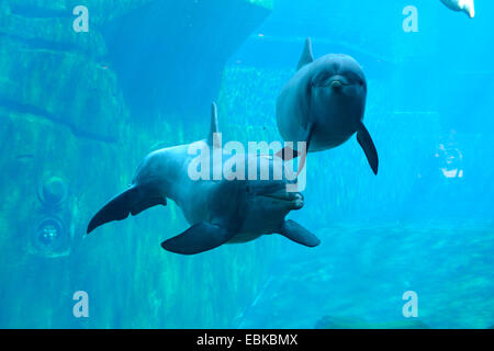 Bottlenosed Delphin, gemeiner Flasche – Nosed Delfin (Tursiops Truncatus), zwei Delfine im Delfinarium Stockfoto