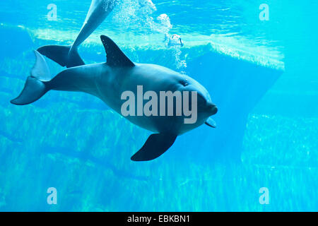 Bottlenosed Delphin, gemeiner Flasche – Nosed Delfin (Tursiops Truncatus), Schwimmen im Delphinarium Stockfoto