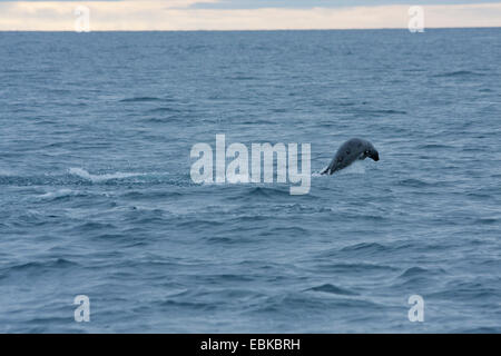 Ringelrobbe (Phoca Hispida, Pusa Hispida), springen aus dem Wasser, Norwegen, Svalbard Stockfoto