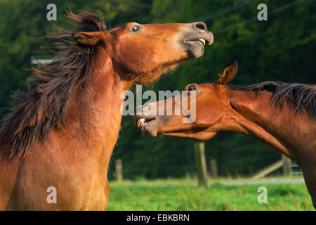 Pferd (Equus Przewalskii F. Caballus), Bekämpfung der Hengst auf Koppel, Deutschland, Nordrhein-Westfalen Stockfoto