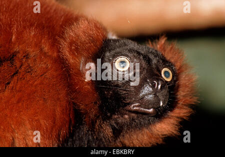 roten Ruffed Lemur (Varecia Variegata Rubra, Lemur Variegata Ruber, Varecia Rubra), portraet Stockfoto