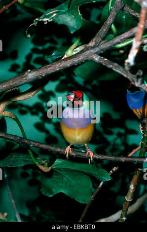 Prachtfinkenart Finch (Chloebia Gouldiae, Erythrura Gouldiae), sitzt auf einem Ast Stockfoto