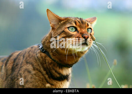 Bengal (Felis Silvestris F. Catus), portrait Stockfoto