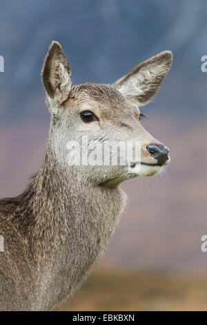 Weiblich (Doe) Rotwild auf Rannoch Moor, Schottisches Hochland, Schottland Stockfoto