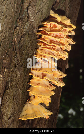 Huhn des Waldes (Laetiporus Sulphureus), mehrere Fruchtkörper an einen Baumstamm, Deutschland Stockfoto
