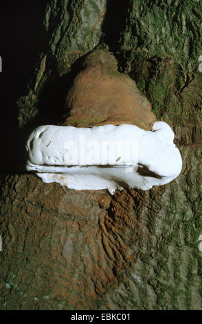 Pilz, Zunder Halterung (Zündstoff Fomentarius), der Hufe auf Baumstamm, Deutschland Stockfoto