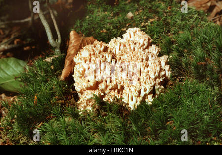 Ramaria Pallida (Ramaria Mairei, Ramaria Pallida) unter Moos, Deutschland Stockfoto