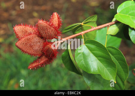 Achiote, Annatto, Lippenstift Baum, Urucum (Bixa Orellana), Zweig mit Früchten, Tansania, Sansibar Stockfoto