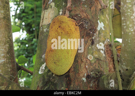 Jackfrucht (Artocarpus Heterophyllus), Jack-Frucht auf einem Baum, Tansania, Sansibar Stockfoto