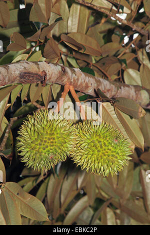 Durian (Durio Zibethinus), Obst auf einem Ast Stockfoto