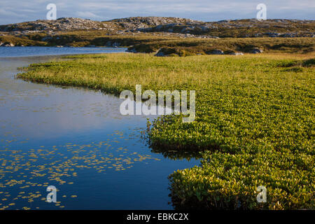 Fieberklee Bitterklee (Menyanthes Trifoliata), am Ufer eines Teiches Moor, Norwegen, Hitra Stockfoto