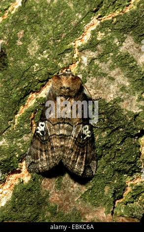 Abbildung von achtzig (Tethea oculata, Palimpsestis oculata), sitzen auf Rinde gut getarnt, Deutschland Stockfoto