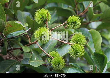 Achiote, Annatto, Lippenstift Baum, Urucum (Bixa Orellana), unreifen Früchte auf einem Ast, Tansania, Sansibar Stockfoto