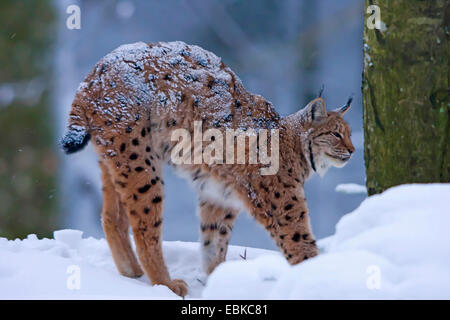 Eurasischer Luchs (Lynx Lynx), stehend auf dem Schnee bedeckt Hügel in einem Wald, stretching, Deutschland, Bayern, Nationalpark Bayerischer Wald Stockfoto