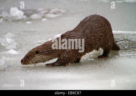 Europäischen Fischotter, europäischer Fischotter, eurasische Fischotter (Lutra Lutra), zu Fuß auf einem Eis Blatt, Deutschland, Bayern, Nationalpark Bayerischer Wald Stockfoto